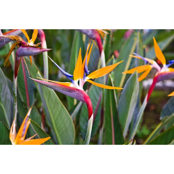 Flowering Indoor Plants