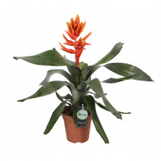 Aechmea Pepita Elegant Flames single