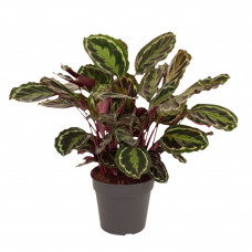 Calathea Medaillon