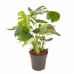 Monstera Deliciosa Struik