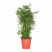 Polyscias Ming
