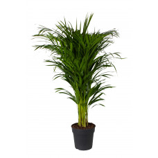 Areca palm