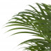 Areca palm