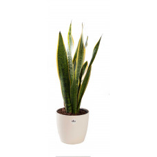 Sansevieria Laurentii met pot