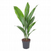 Aspidistra