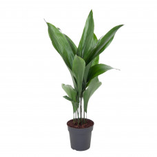 Aspidistra