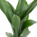 Aspidistra