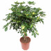 Schefflera Arboricola Gold Capella