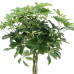 Schefflera Arboricola Nora