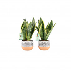 Sansevieria Futura Superba