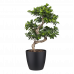 Ficus Gin Seng Bonsai met Elho Brussels Round pot Black
