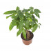 Pachira Aquatica