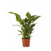 Lepelplant Spathiphyllum Sweet Lauretta