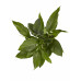 Lepelplant Spathiphyllum Sweet Lauretta