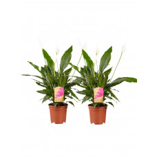 2 stuks Lepelplant Spathiphyllum Vivaldi