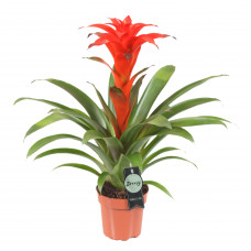 Guzmania Calypso single