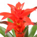 Guzmania Calypso single