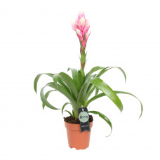 Guzmania Candy single