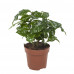 Combibox kamerplanten (Dieffenbachia Camilla, Coffea Arabica, Syngonium Podophyllum, Ficus benjamina)a