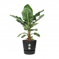 Bananenplant in Elho® Greenville pot