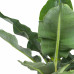 Bananenplant in Elho® Greenville pot