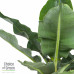 Bananenplant in Elho® Greenville pot