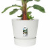 Bananenplant in Elho® Greenville pot