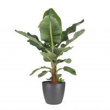 Musa bananenplant met Elho Brussels Round pot Antracite