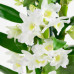 Dendrobium Nobile Apollon 3T