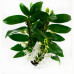Dendrobium Nobile Apollon 3T