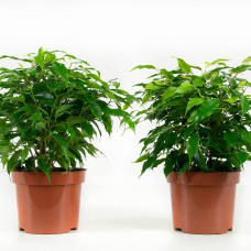 Ficus Green Kinky