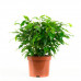Ficus Green Kinky