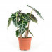 Alocasia Polly