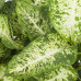 Dieffenbachia Mars