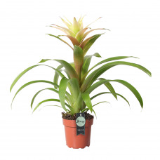 Guzmania Deseo White single