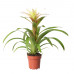 Guzmania Deseo White single