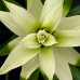 Guzmania Deseo White single