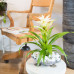 Guzmania Deseo White single