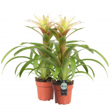 Guzmania Deseo White double