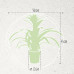 Guzmania Deseo White double