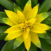 Guzmania Deseo Yellow single