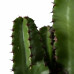 Euphorbia erytrea groen