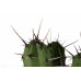 Myrtillocactus gemetrizans
