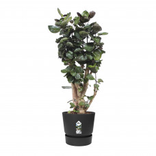 Polyscias Fabian in Elho® Greenville pot