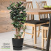 Polyscias Fabian in Elho® Greenville pot