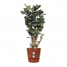 Polyscias Fabian in Elho® Greenville pot