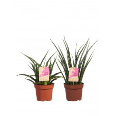 Sanseveria