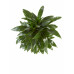 Drakenboom, Dracaena Janet Craig
