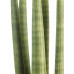 Sanseveria