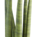 Sanseveria